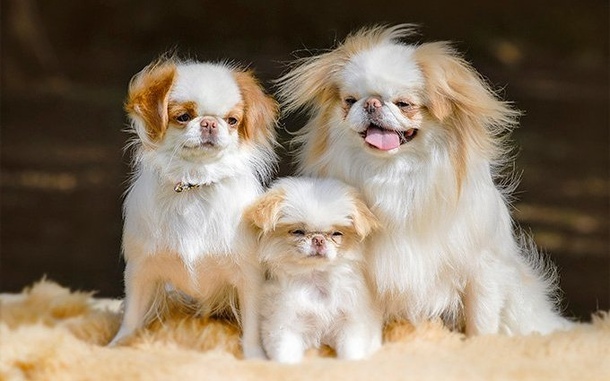 Японський чин